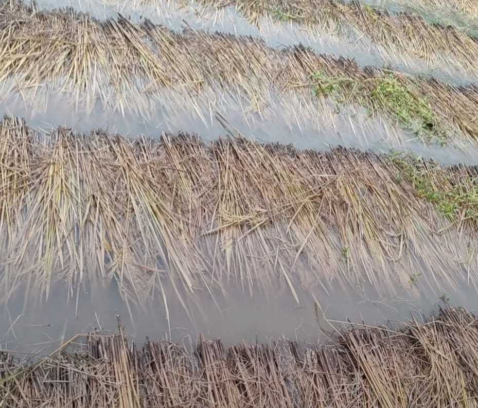 वर्षाले धानबालीमा क्षति भएपछि किसान चिन्तित